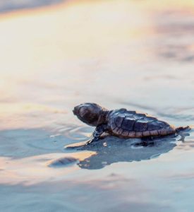 Window Tinting for Turtles