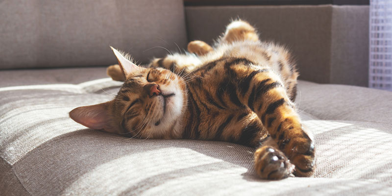 UV Rays and Residential Window Tints: Key Benefits to Consider