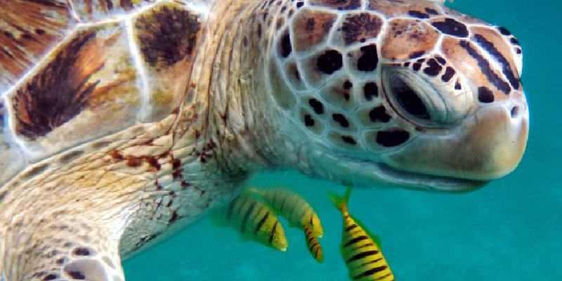 Window Tinting for Turtles